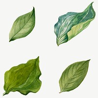 Green leaves vector botanical illustration set, remixed from the artworks by <a href="https://www.rawpixel.com/search/Mary%20Vaux%20Walcott?sort=curated&amp;page=1" target="_blank">Mary Vaux Walcott</a>