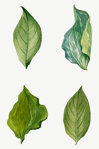 Green leaves illustration hand drawn set, remixed from the artworks by Mary Vaux Walcott