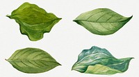 Green leaves illustration set, remixed from the artworks by <a href="https://www.rawpixel.com/search/Mary%20Vaux%20Walcott?sort=curated&amp;page=1" target="_blank">Mary Vaux Walcott</a>