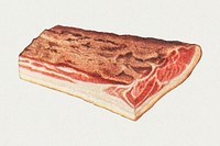 Vintage piece of long back bacon and small back bacon design element