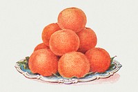 Vintage hand drawn oranges design element