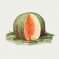Vintage hand drawn melon illustration