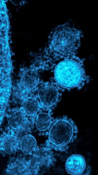 Novel coronavirus under a microscope