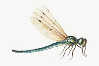 Vintage dragonfly vector illustration, remixed from artworks by Jan van Kessel