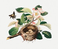 Vintage apple blossoms and bird&#39;s nest illustration psd, remix from artworks by L. Prang &amp; Co.