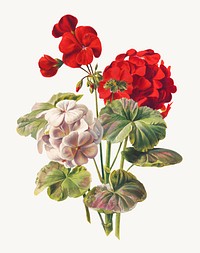Vintage geranium flower illustration psd, remix from artworks by L. Prang &amp; Co.