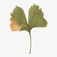 Vintage leaf botanical illustration vector, remix from Weltall und Menschheit book