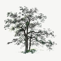 Vintage tree illustration vector, remix from artworks by Johann Jacob Dorner