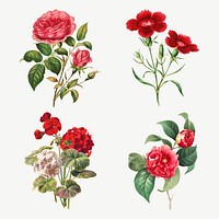 Vintage flower botanical illustration vector set