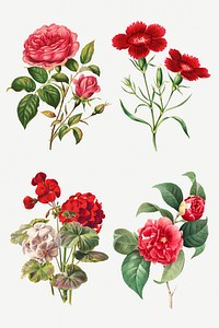 Vintage flower botanical illustration psd set