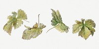 Vintage leaf botanical illustration set, remix from artworks by Willem van Leen