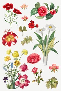 Vintage flower botanical illustration psd set