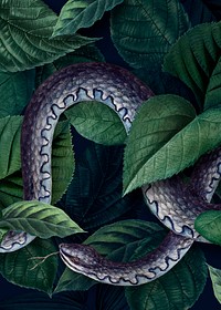 Snake on a leafy background