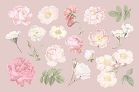 Elegant floral design collection vector