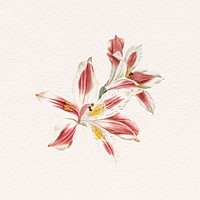 Lily watercolor vintage psd illustration
