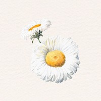 White daisy vintage psd graphic