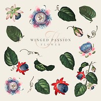 The winged passion flower collection vector