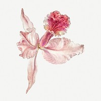 Vintage pink orchid blossom flower design element