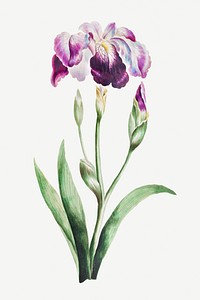 Vintage Japanese iris flower illustration botanical wall art