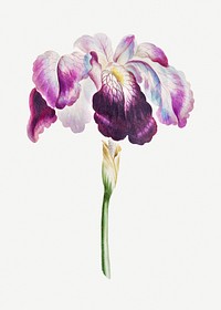 Vintage Japanese iris flower design element