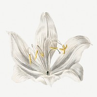 Vintage white cape&ndash;coast lily flower design element