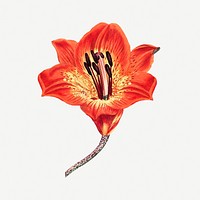 Vintage orange lily flower design element