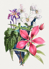Vintage pink ketmia flower bouquet illustration botanical wall art