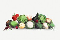 Vintage vegetables design element
