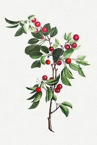Vintage red cherry fruit branch illustration botanical art print