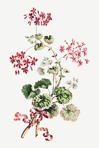 Vintage scarlet flower and variegated geranium leaves with red ribbon illustration botanical wall art