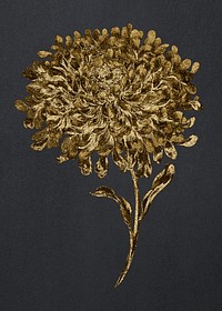 Vintage gold large double china aster flower design element