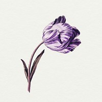 Vintage purple tulip flower design element