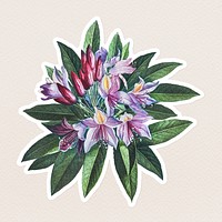 Vintage pontic rhododendron flower sticker with white border
