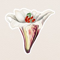 Vintage Japanese lily flower sticker with white border