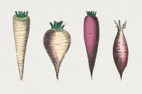 Root vegetable set, remix from artworks by by Marcius Willson and N.A. Calkins