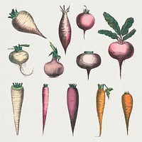 Root vegetable set, remix from artworks by by Marcius Willson and N.A. Calkins