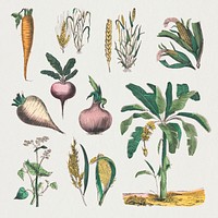 Vintage botanical art print set, remix from artworks by by Marcius Willson and N.A. Calkins