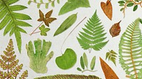 Various fern leaves template