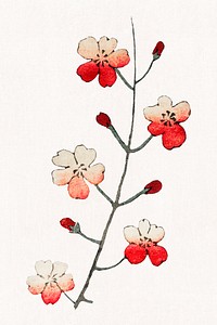 Traditional Japanese cherry blossom psd ornamental element, remix of artwork by Watanabe Seitei