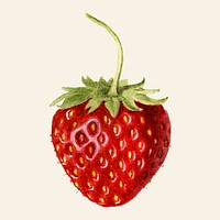 Vintage strawberry illustration vector. Digitally enhanced illustration from U.S. Department of Agriculture Pomological Watercolor Collection. Rare and Special Collections, National Agricultural Library.