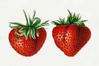 Vintage strawberries illustration mockup. Digitally enhanced illustration from U.S. Department of Agriculture Pomological Watercolor Collection. Rare and Special Collections, National Agricultural Library.
