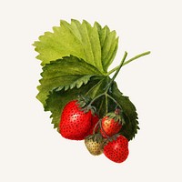 Vintage strawberries and leaves illustration vector. Digitally enhanced illustration from U.S. Department of Agriculture Pomological Watercolor Collection. Rare and Special Collections, National Agricultural Library.