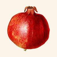 Vintage pomegranate illustration vector. Digitally enhanced illustration from U.S. Department of Agriculture Pomological Watercolor Collection. Rare and Special Collections, National Agricultural Library.