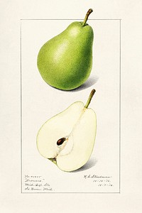 Vintage pears illustration mockup. Digitally enhanced illustration from U.S. Department of Agriculture Pomological Watercolor Collection. Rare and Special Collections, National Agricultural Library.