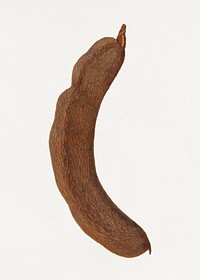 Vintage indian tamarind illustration. Original from U.S. Department of Agriculture Pomological Watercolor Collection. Rare and Special Collections, National Agricultural Library. Digitally enhanced by rawpixel.