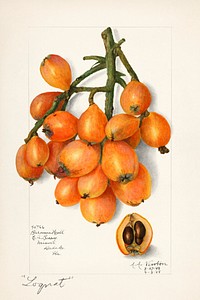 Vintage branch of loquat illustration mockup. Digitally enhanced illustration from U.S. Department of Agriculture Pomological Watercolor Collection. Rare and Special Collections, National Agricultural Library.