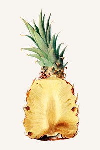 Vintage pineapple illustration vector. Digitally enhanced illustration from U.S. Department of Agriculture Pomological Watercolor Collection. Rare and Special Collections, National Agricultural Library.
