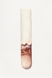 Vintage lime in test tube illustration mockup. Digitally enhanced illustration from U.S. Department of Agriculture Pomological Watercolor Collection. Rare and Special Collections, National Agricultural Library.