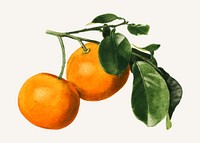 Vintage orange twig illustration vector. Digitally enhanced illustration from U.S. Department of Agriculture Pomological Watercolor Collection. Rare and Special Collections, National Agricultural Library.