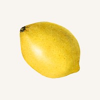 Vintage ripe lemon illustration vector. Digitally enhanced illustration from U.S. Department of Agriculture Pomological Watercolor Collection. Rare and Special Collections, National Agricultural Library.